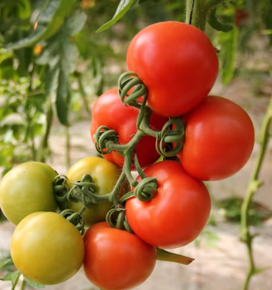 토마토 효능 부작용 고르는법 칼로리