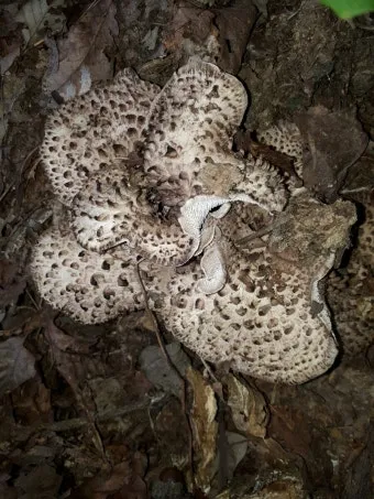 능이버섯 채취시기 산행 정보를 정리_2