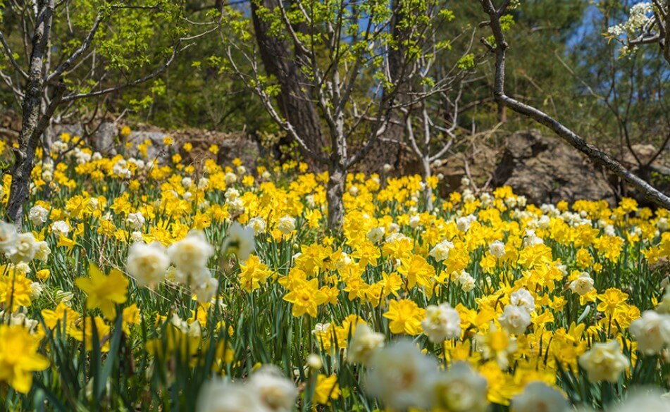 화담숲 모노레일 예약 꿀팁