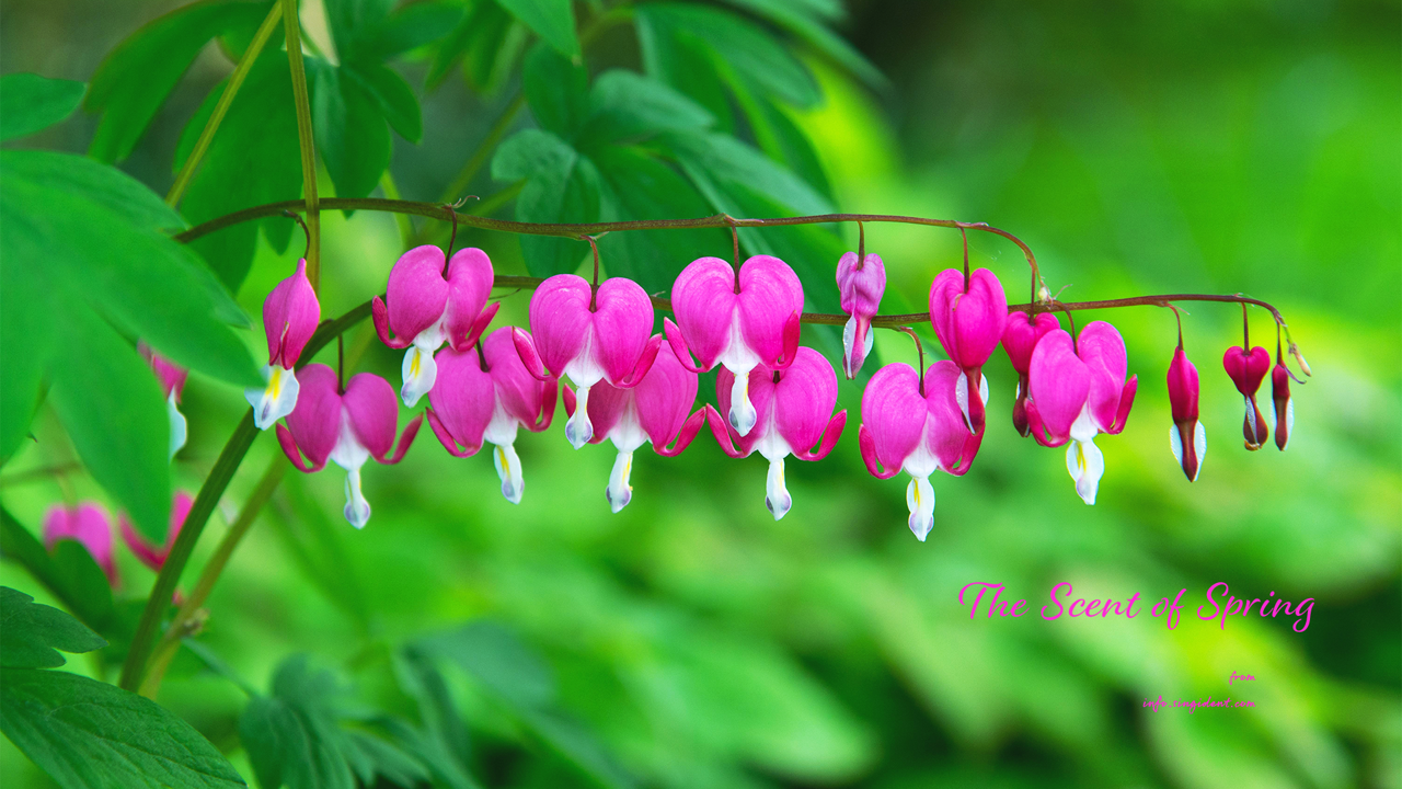 02 금낭화 두줄기 C - The Scent of Spring 꽃배경화면