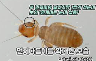 먼지다듬이 벌레/출처:구글이미지