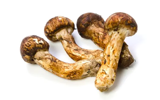 가을 제철식품 송이버섯 효능 효과 및 가격