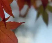 가을 단풍 구경 BEST 5 &mdash; 2025년 놓치면 아쉬울 국내 명소