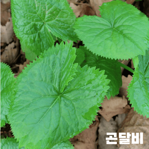 곤달비1