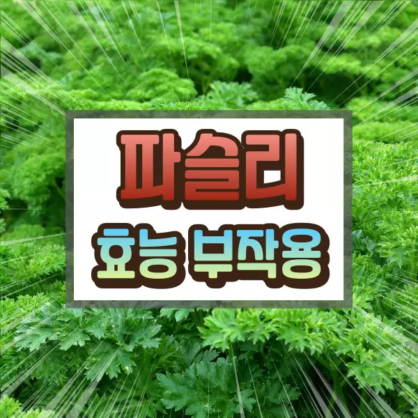 파슬리 효능 부작용