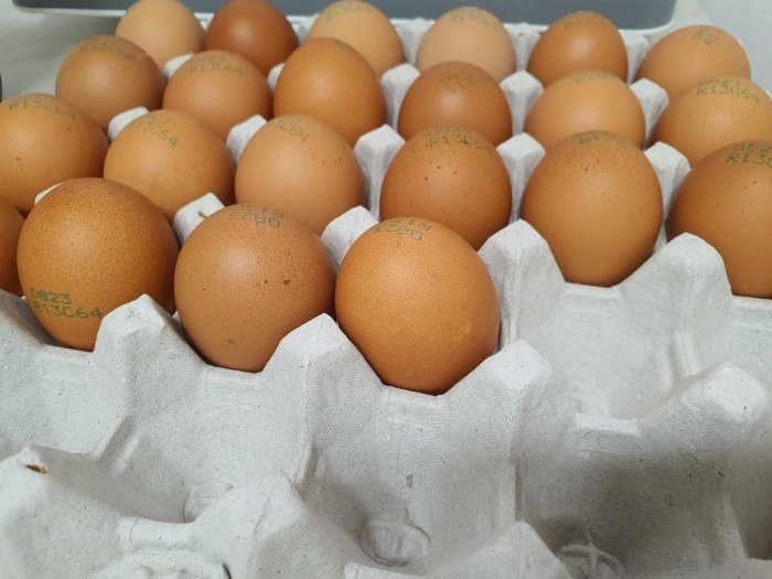 계란판-위에-놓인-달걀