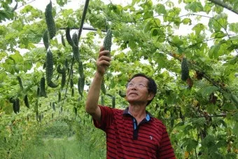 여주 재배 그늘 관리 수분 공급 여름 고온 대책_9