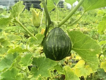 단호박 재배 직파 요령 덩굴 유인 당도 관리_9