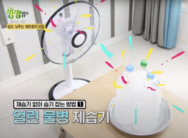 [습기제거방법 총정리] 천연 제습제 숯, 식물, 얼음물페트병, 소금, 커피찌꺼기등