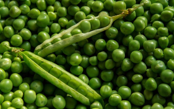 완두 (출처 : pixabay)