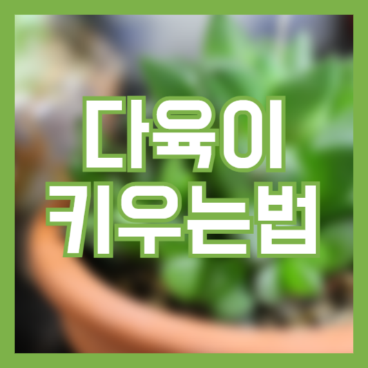 다육이 키우는법 추천 품종 기본 관리 방법