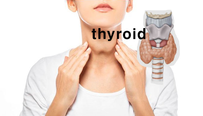 갑상선_기능저하증_갑상선호르몬_Thyroid