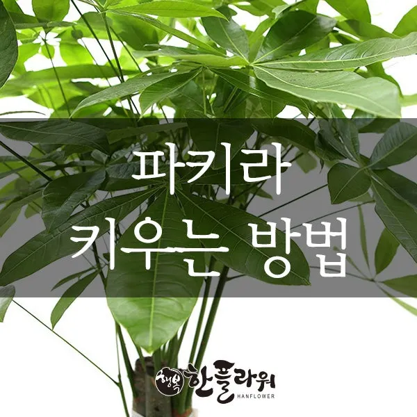 파키라 키우기 분갈이 뿌리관리 물주기간격 쉬운 관리법_1