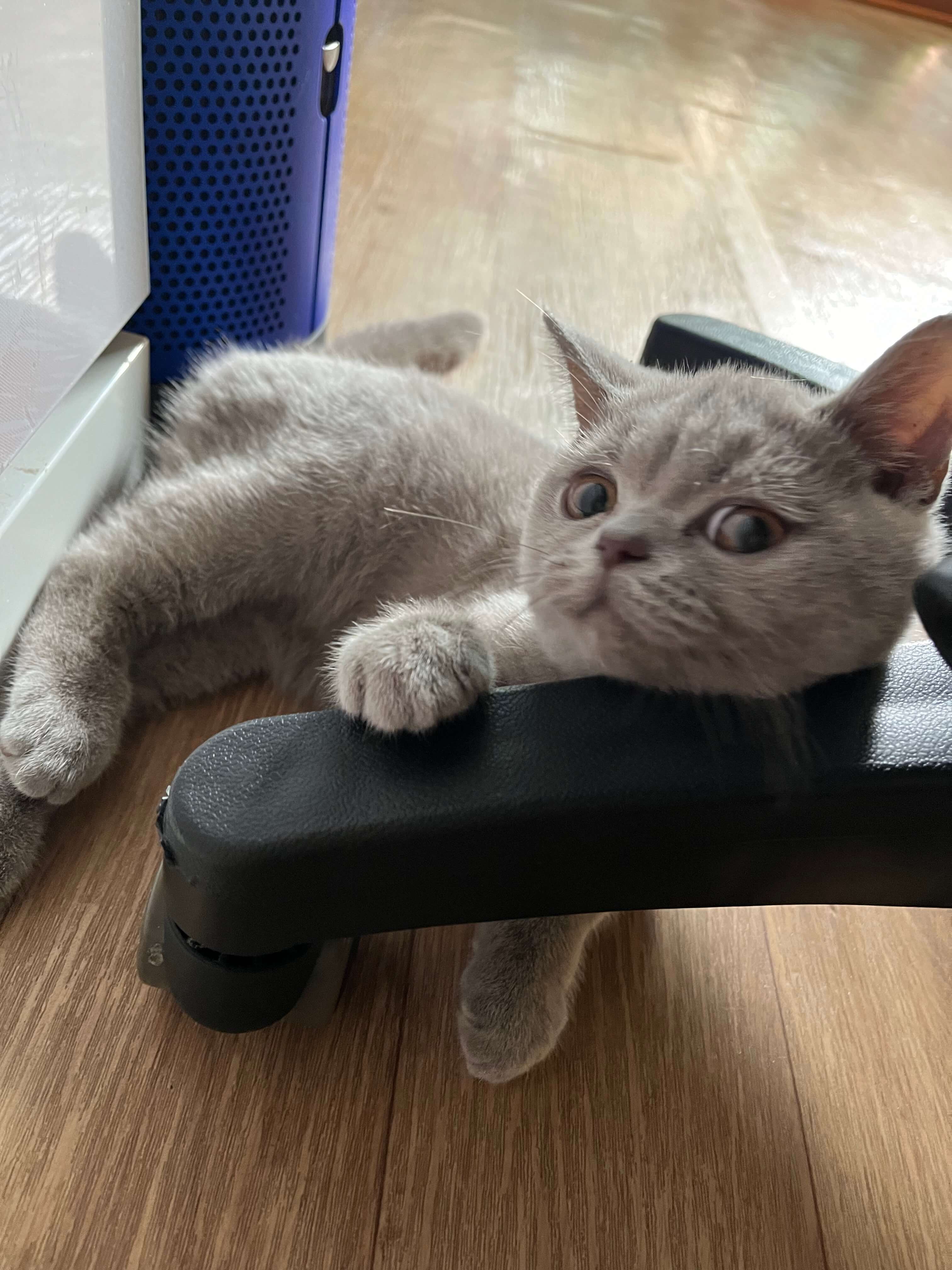 한참 뛰어놀고 의자 다리에 기대어 쉬고 있는 아기 고양이 누니