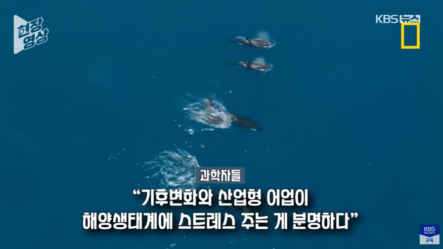 상어를 잡아먹는 고래의 모습