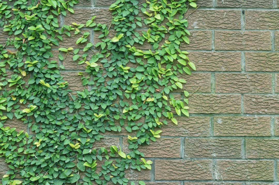 'Wallpaper'