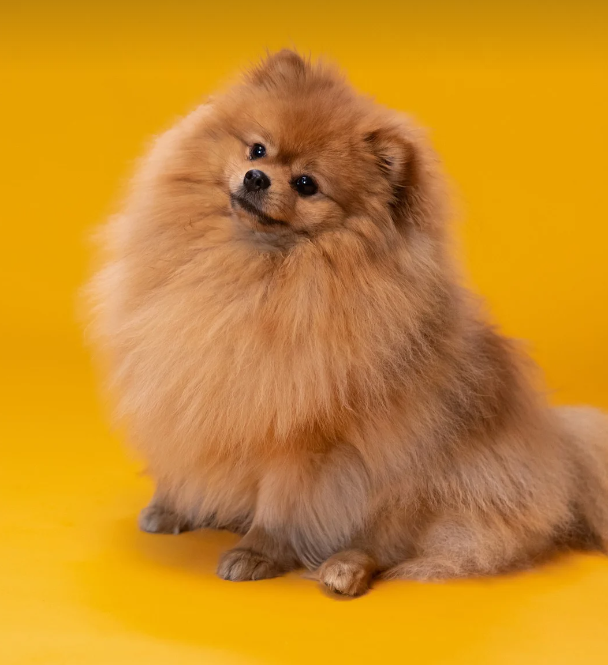 포메라니안