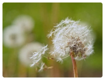 민들레 섭취방법