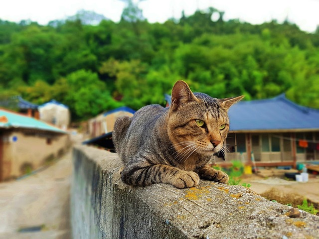 고양이 사료 추천 및 주의사항
