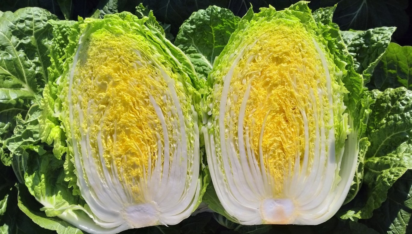 강원도 고랭지 절임배추 주문