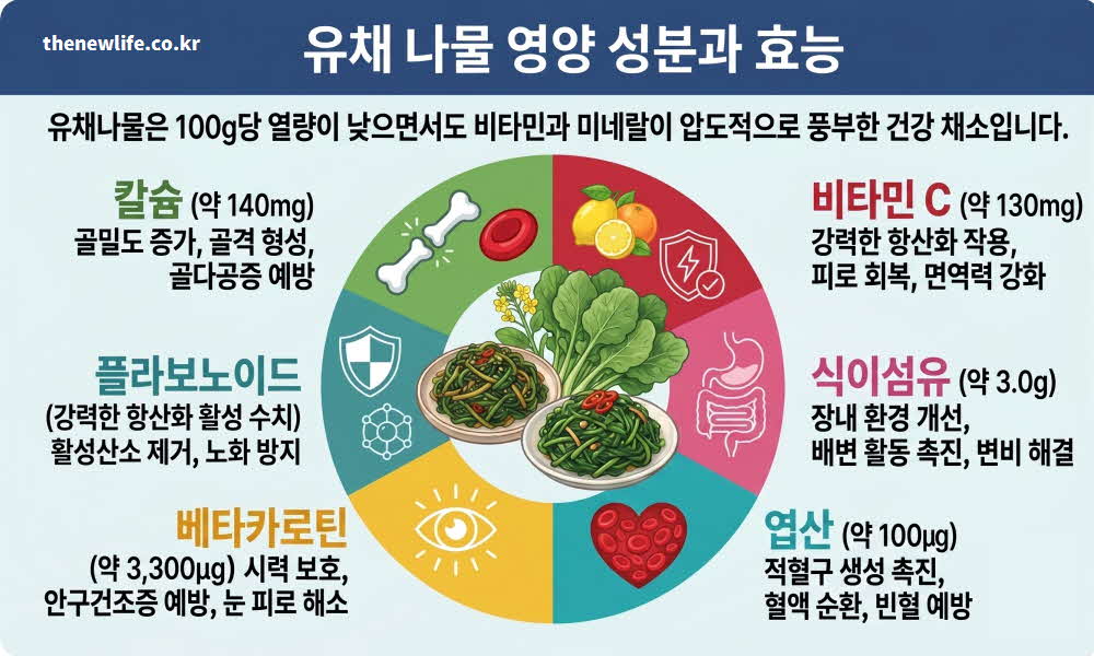 유채 나물 효능 영양성분