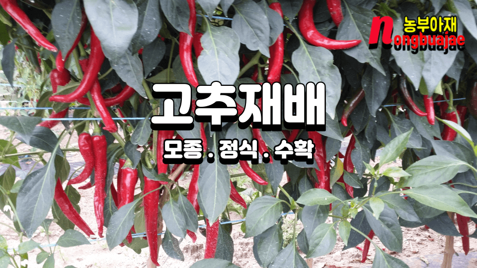 고추재배 모종 정식 수확