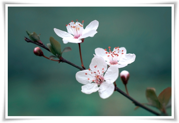 "벚꽃" 희망과 새로운 시작의 상징 봄의 전령사!