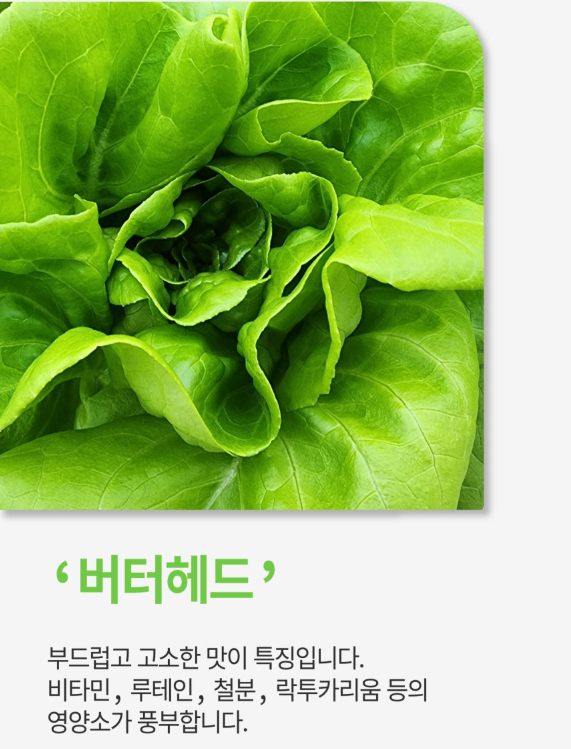 6시내고향 유럽쌈채소 경남 밀양 밀양상회