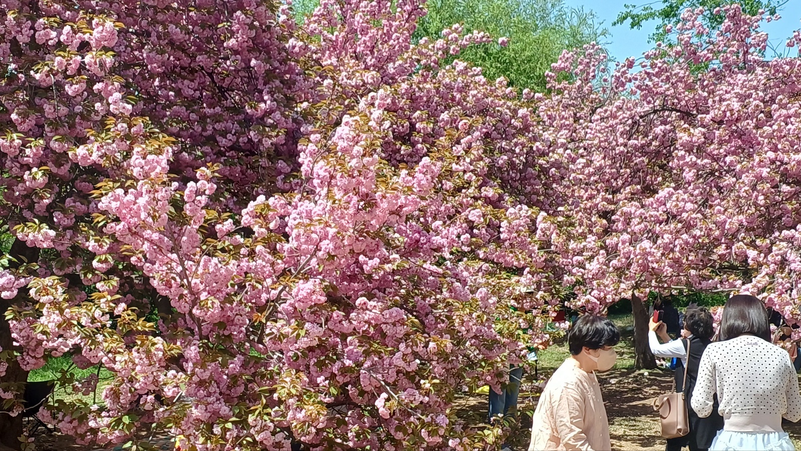 경주 불국사 겹벚꽃16