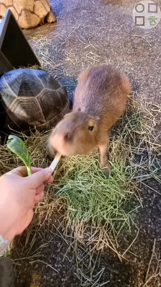 카피바라-먹이-주는-모습-배도-안부른가