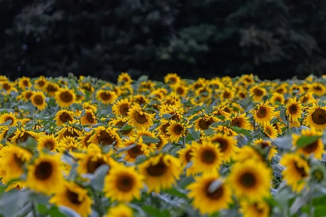 해바라기 재배 파종 깊이 지주 세우기 씨앗 수확_8