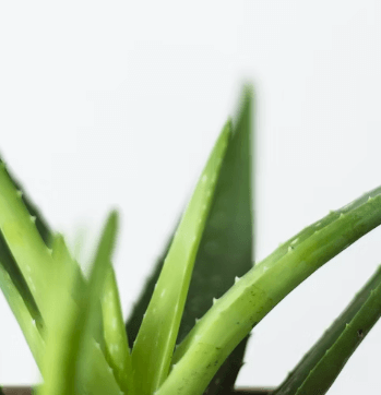 구내염에 좋은 음식 - 알로에