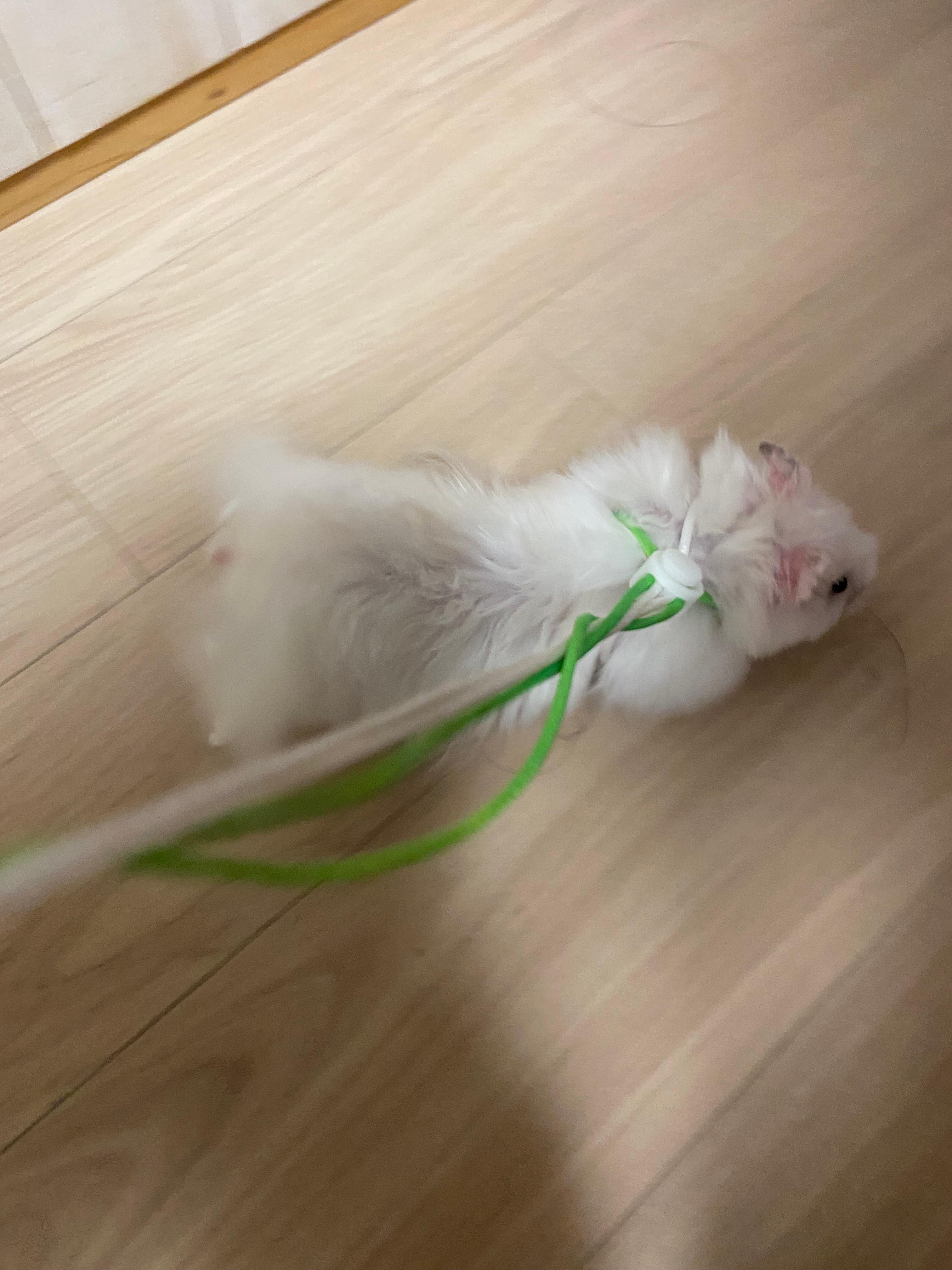 열심히 목줄하고 돌아다니는 햄스터