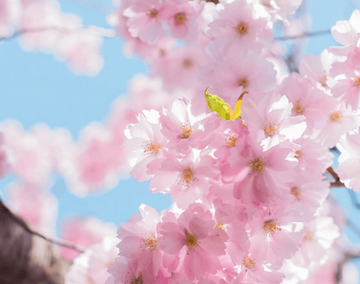 2025년 진해 군항제 축제 벚꽃 만개 시기는?