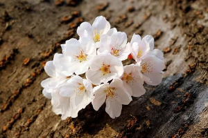 화담숲 벗꽃 예약