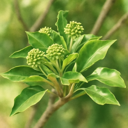 황칠나무_부작용_주의사항