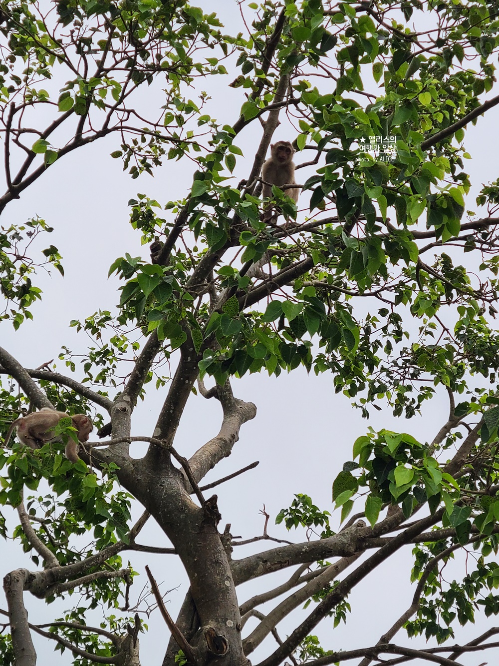 베트남 남호이안 빈원더스 사파리 후기 가격 할인입장권 예약 리버