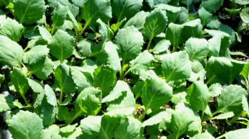 양배추재배법-모종심기-모종심는방법-모종심기방법-정식방법-옮겨심기-아주심기