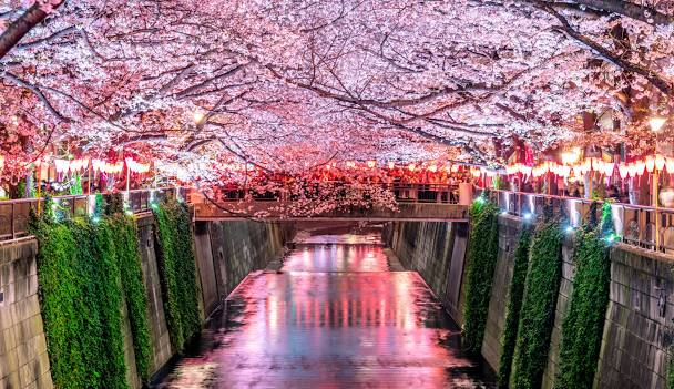 도쿄 메구로 강 벚꽃 명소 축제