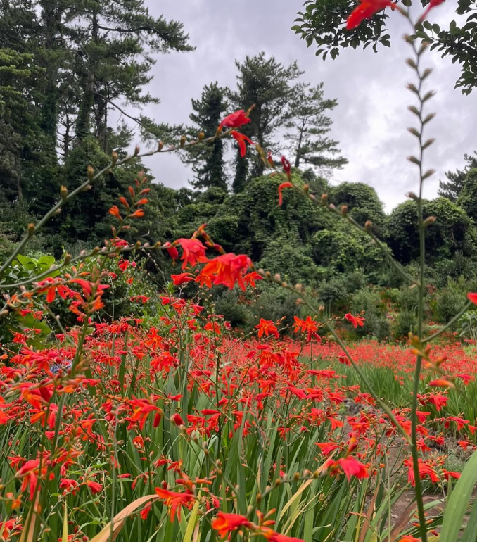 제주 수국 명소 현애원|수국 개화 시기부터 포토존, 입장료까지 총정리