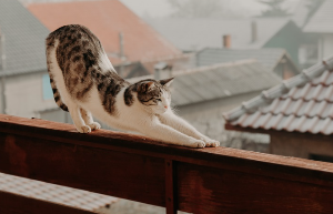 기지개를 켜는 고양이