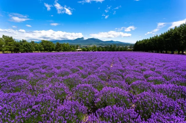 홋카이도 여름 여행코스 4박5일 일정과 맛집 정보 정리_7