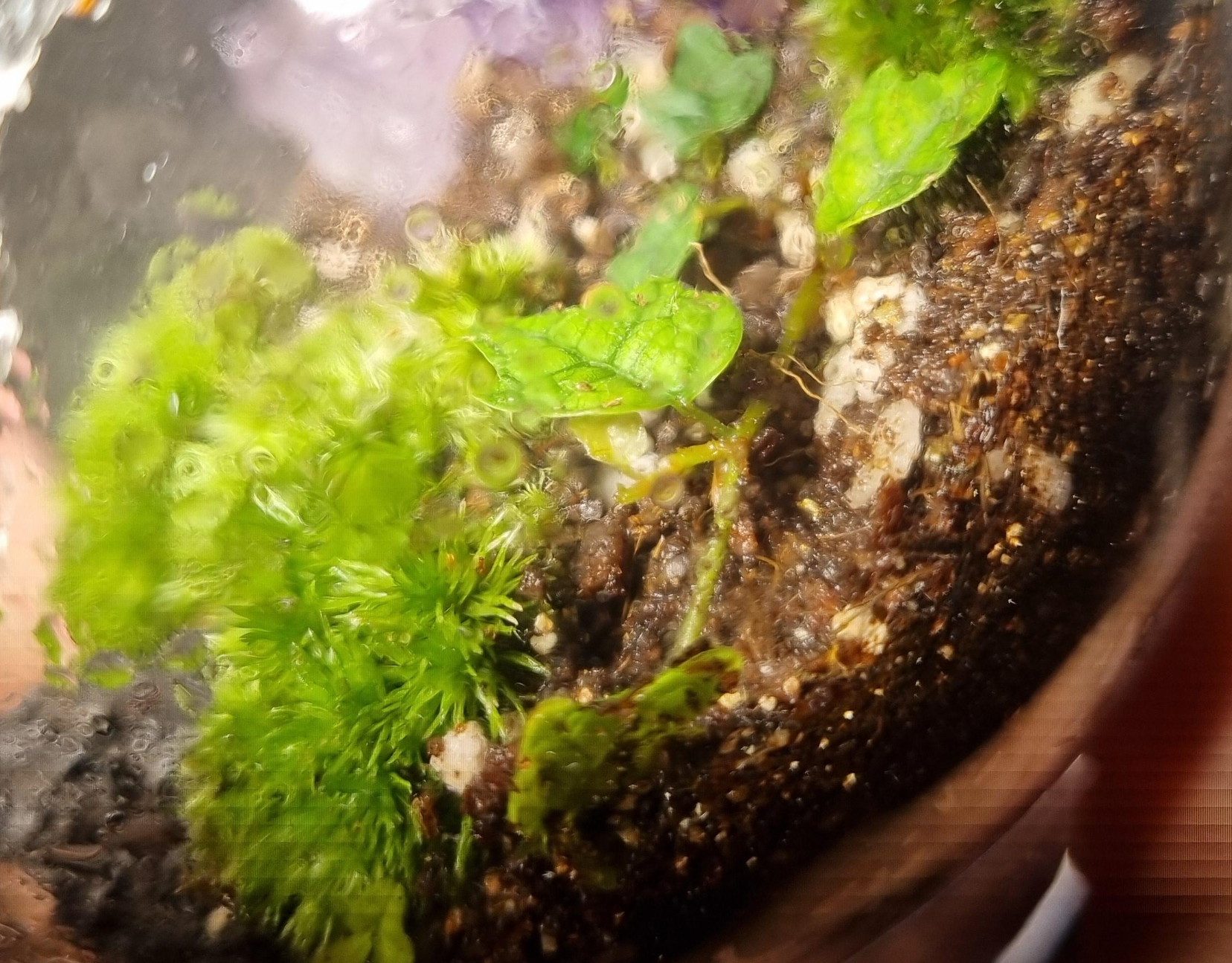 테라리움 속 제주애기모람 새 잎 사진