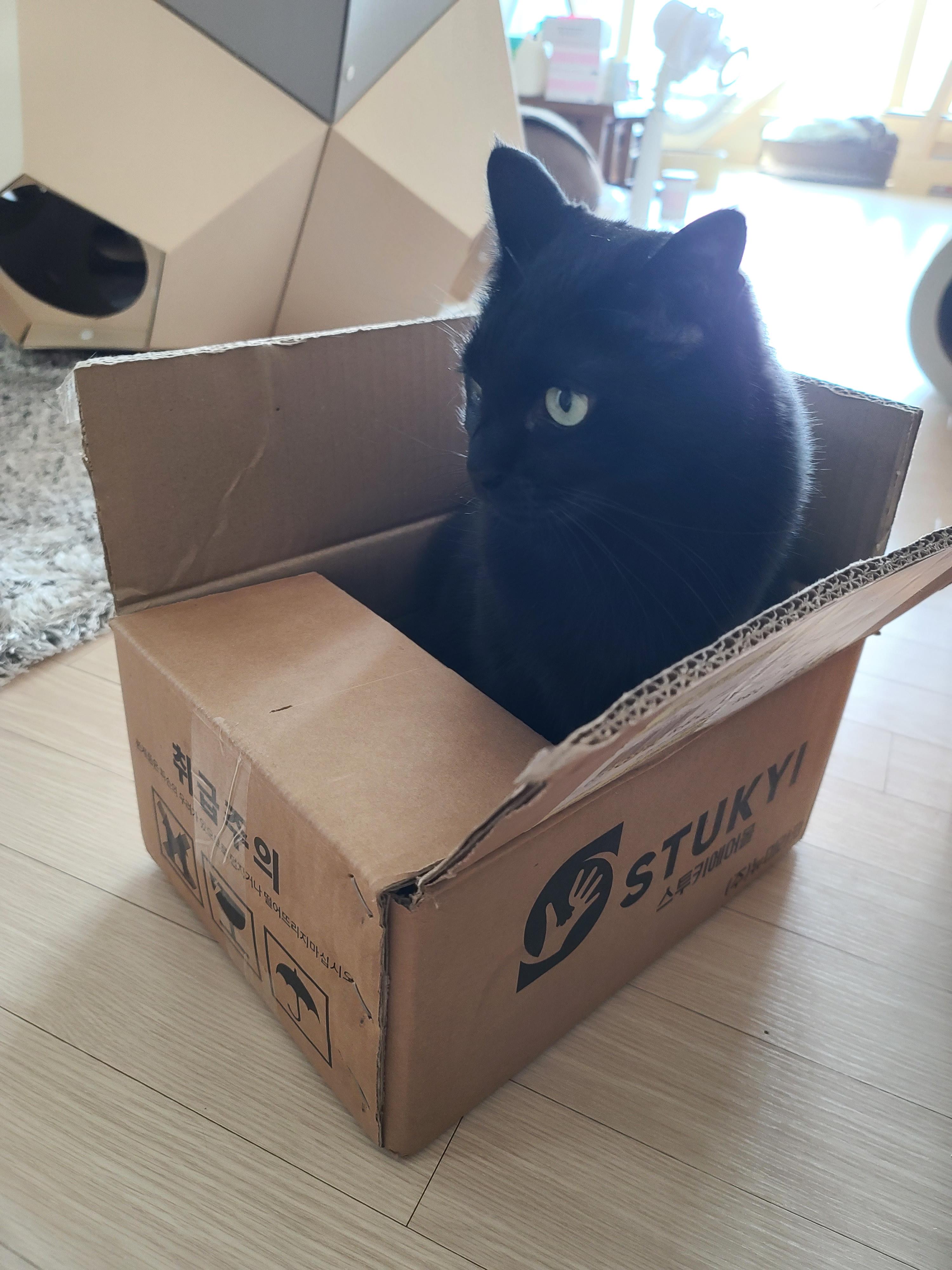 귀여운 질투쟁이, 올블랙 고양이 건이.