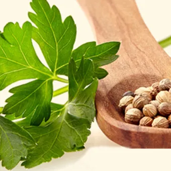 고수 나물 요리 재배 먹는법 무침 김치 만드는 법_15