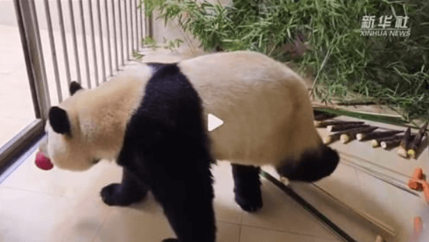 푸바오 중국 근황 영상