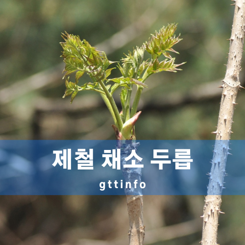 두릅의 효능