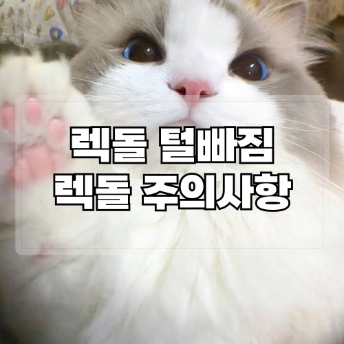 렉돌-털빠짐-렉돌-키울때-주의사항