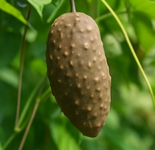 하늘마 먹는 방법