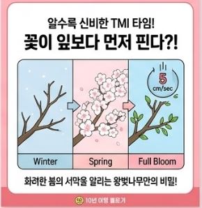 논산 벚꽃